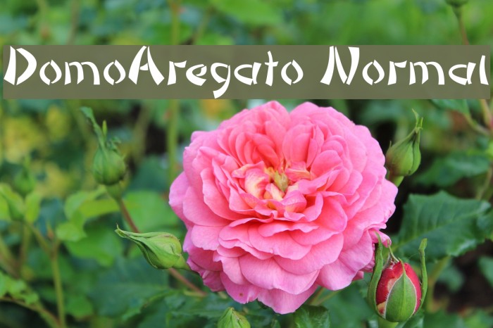 DomoAregato Normal Font examples