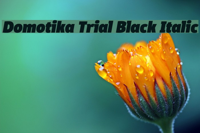 Domotika Trial Black Italic Font examples