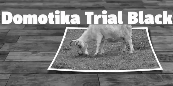 Domotika Trial Black Font examples