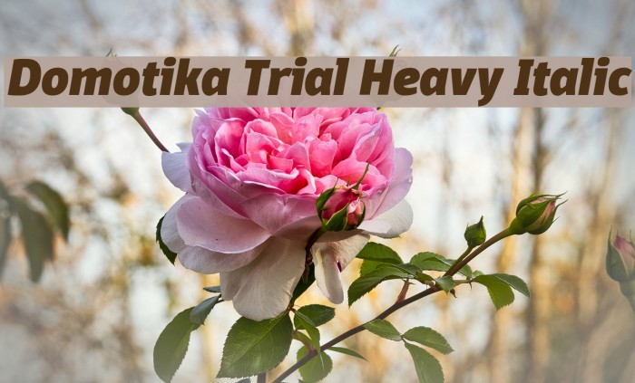 Domotika Trial Heavy Italic Font examples