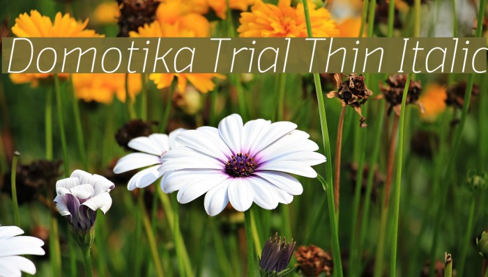 Domotika Trial Thin Italic Font examples