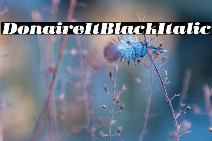 Donaire It Black Italic Example 3