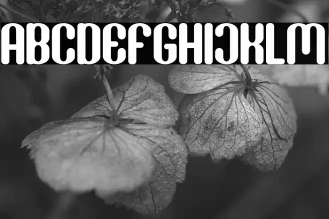 Donaldson Font examples