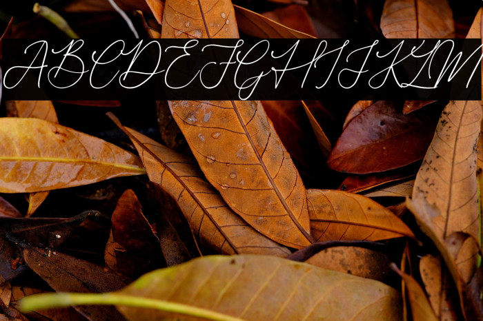 Donatellia Example 2