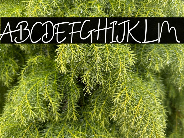 Donellia Demo Example 3