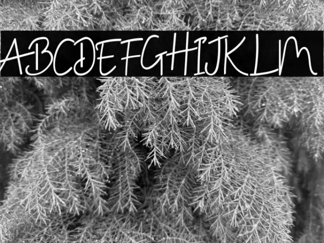 Donellia Demo Font examples