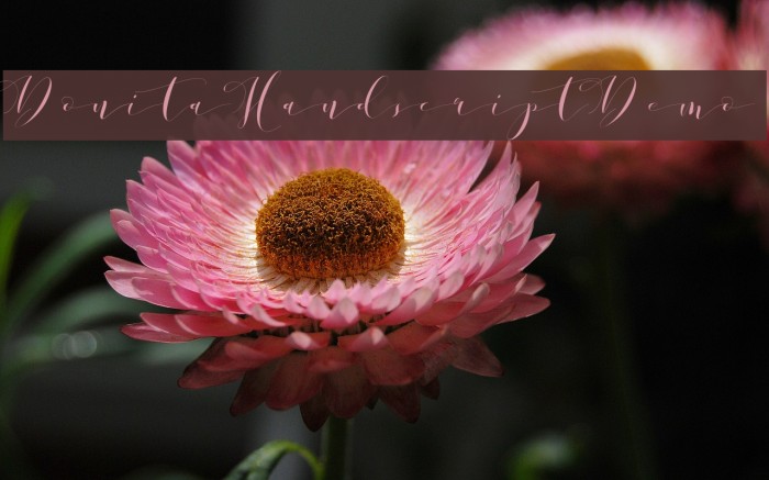 DonitaHandscriptDemo Font examples