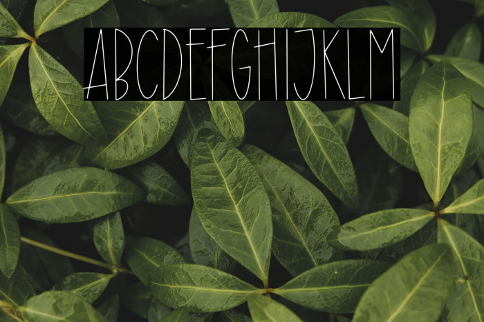 Donkey Monster Example 2