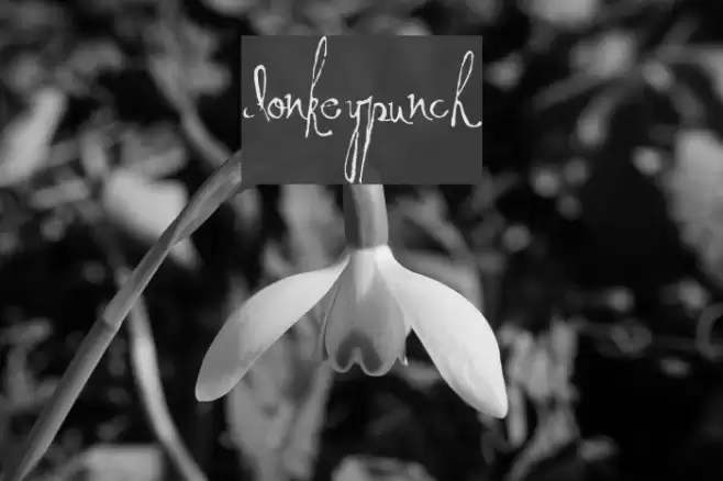 DonkeyPunch Font examples