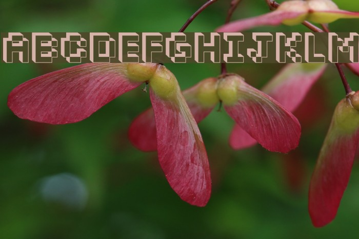 Dopil Font examples