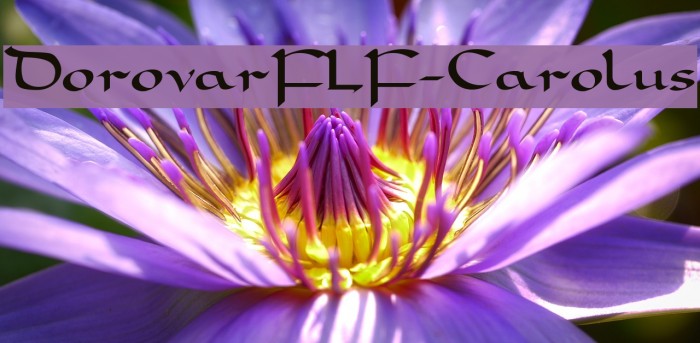 DorovarFLF-Carolus Font examples