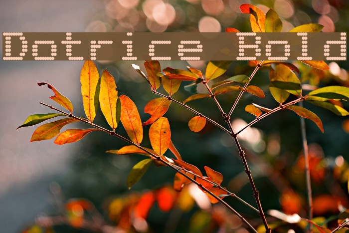 Dotrice Bold Font examples