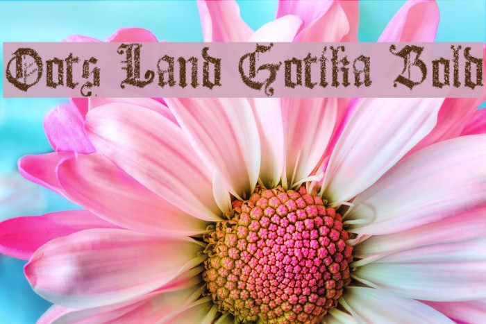 Dots Land Gotika Bold Example 1