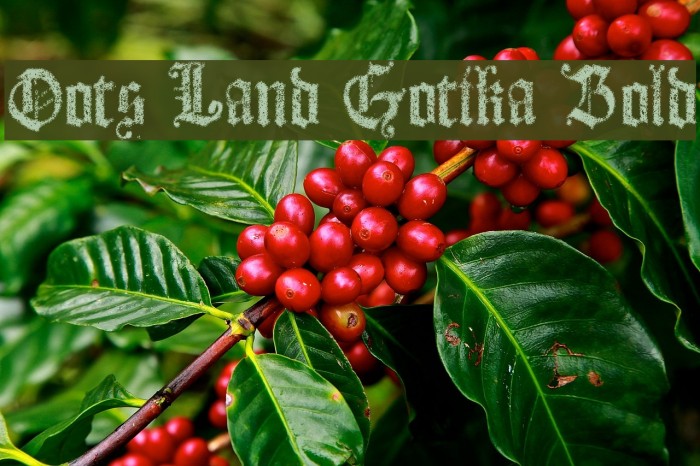 Dots Land Gotika Bold Example 2