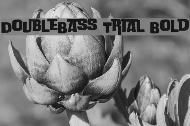 DoubleBass Trial Bold Example 2