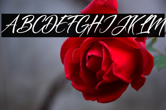 Dove of Peace Personal Use Example 1