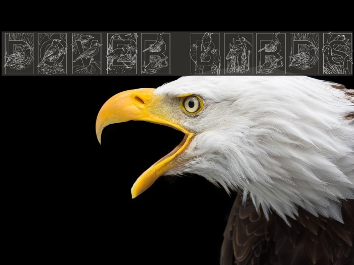 Dover Birds Font examples