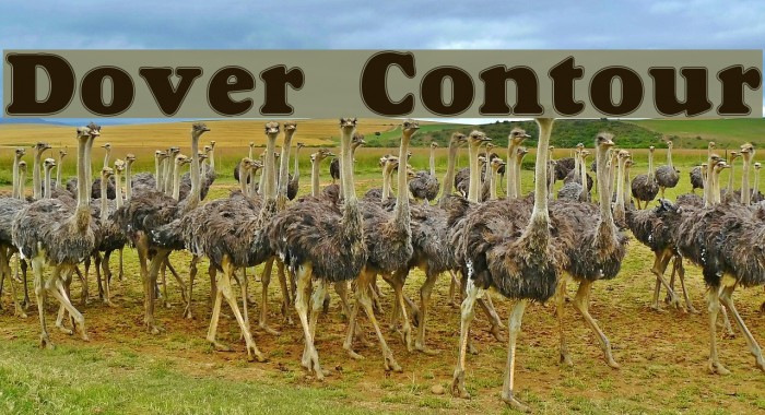 Dover Contour Caratteri examples