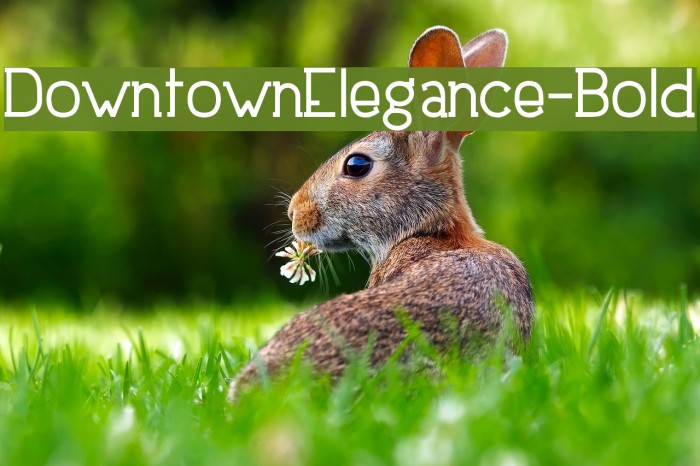 DowntownElegance-Bold Caratteri examples