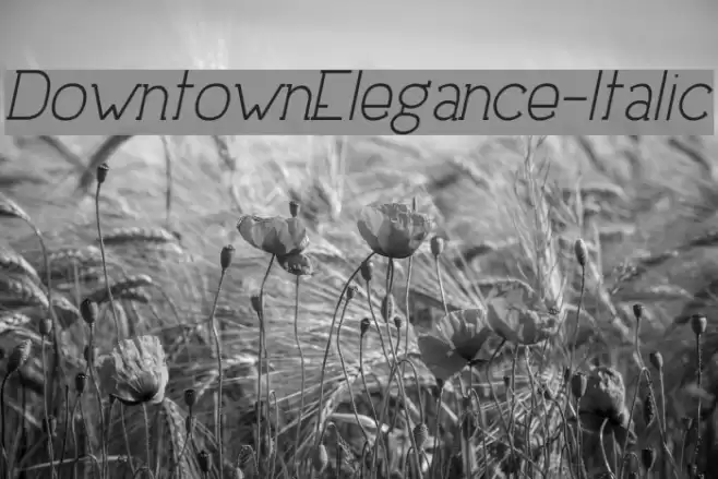 DowntownElegance-Italic Шрифта examples