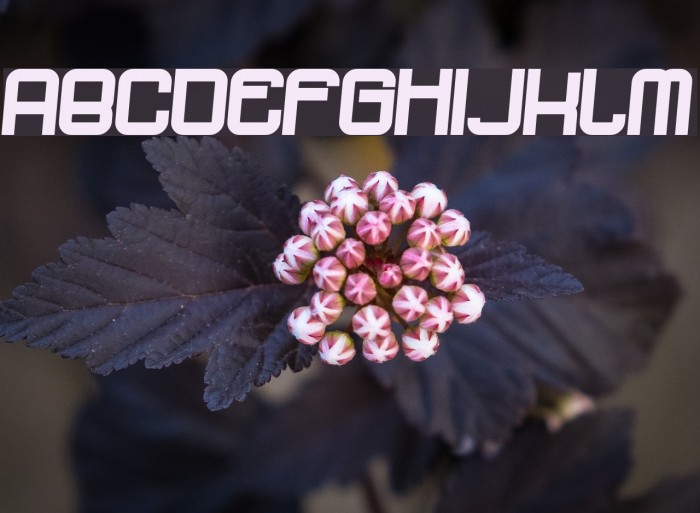 dopenakedfoul phatrelaxed Font examples