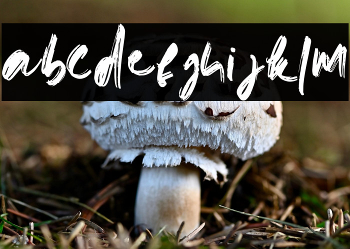 doremibrush-Regular Example 1