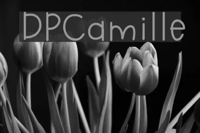 DPCamille Example 2