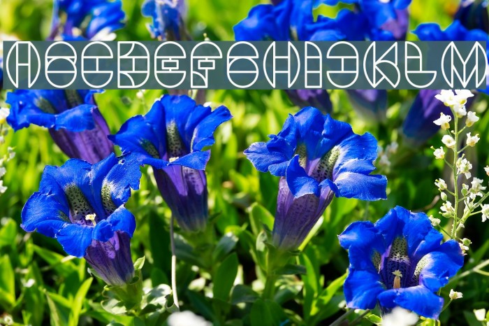 DRAGON FLY-Light Font examples