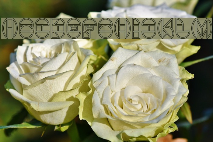 DRAGON FLY_outlined Font examples