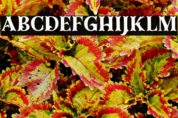 Dracolas Personal Use Example 1