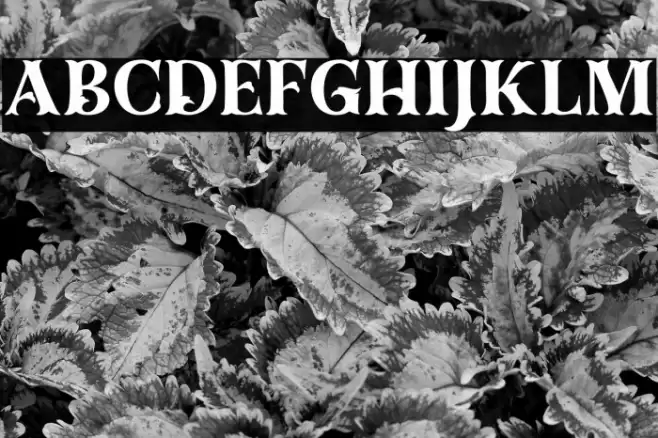 Dracolas Personal Use Font examples