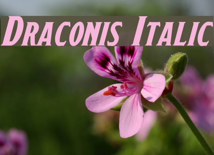 Draconis Italic Font examples