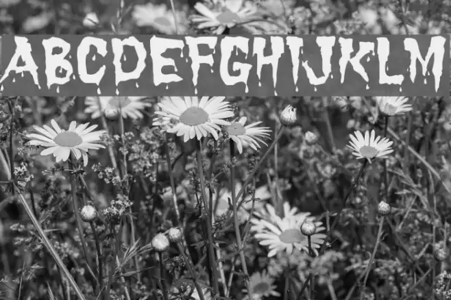 Dracula Font examples