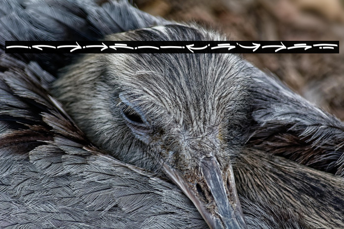 DraftBoxSwash Example 1