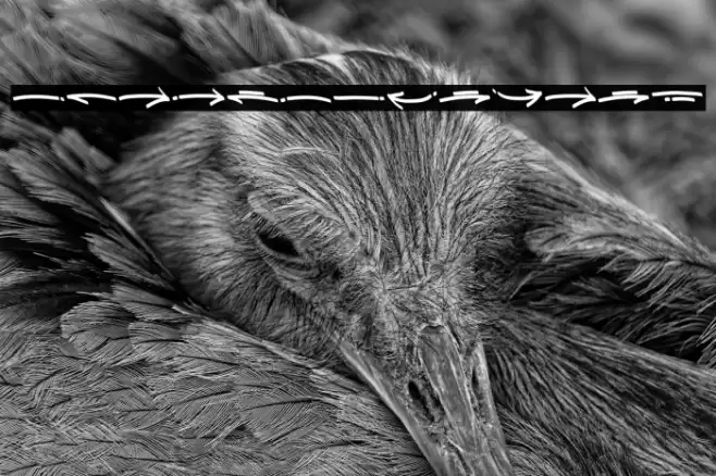 DraftBoxSwash Font examples