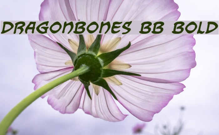 Dragonbones BB Bold Font examples