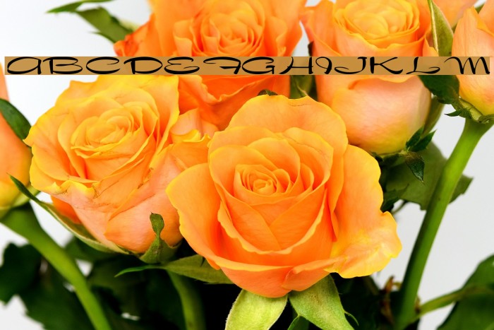 Dragonwyck Normal Шрифта examples