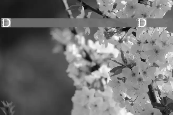 Draughtwork Demo Schriftart examples