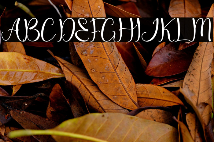 Dream Christmas - Personal Use Example 2