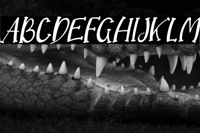 Dream Koala Italic Example 3