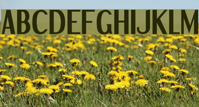 Dream Orphans Bold Font examples
