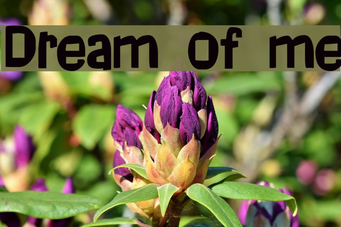Dream of me Font examples
