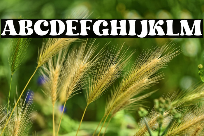 Dream to Berich DEMO (FOR USE P Example 3