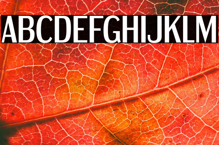 DreamOrphanageRg-Regular Example 2