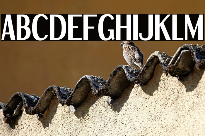 DreamOrphans-Bold Example 1