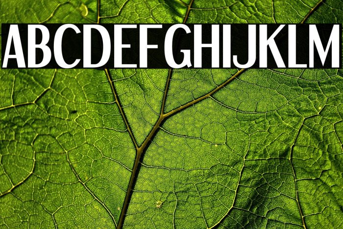 DreamOrphans-Bold Example 3