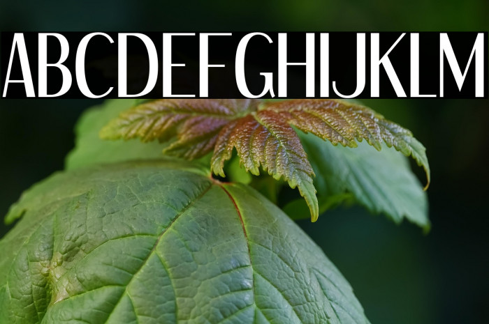 DreamOrphans-Regular Example 1