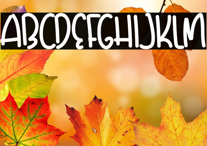 DreamSchool-DreamSchoolRounded Example 3