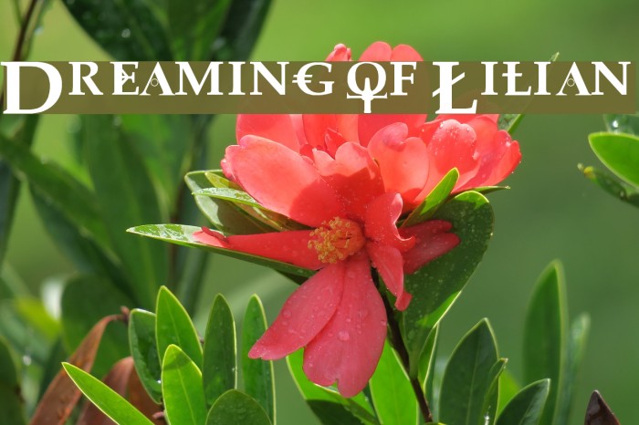 Dreaming of Lilian Font examples