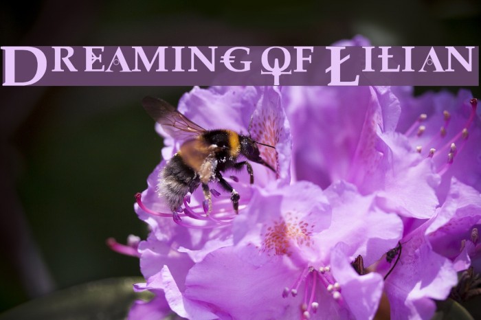 Dreaming of Lilian Font examples